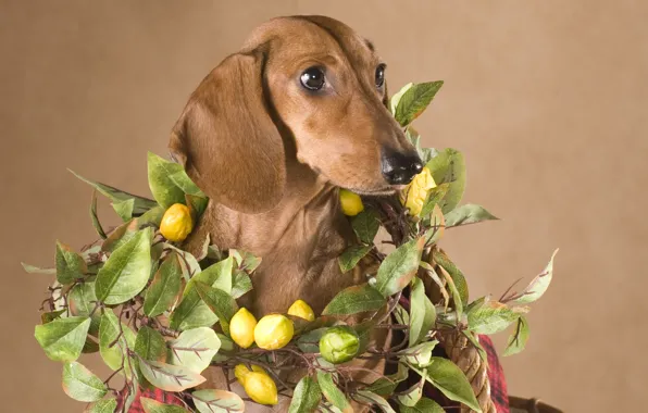 Picture face, portrait, dog, Dachshund, brown, lemons, Wallpaper from lolita777