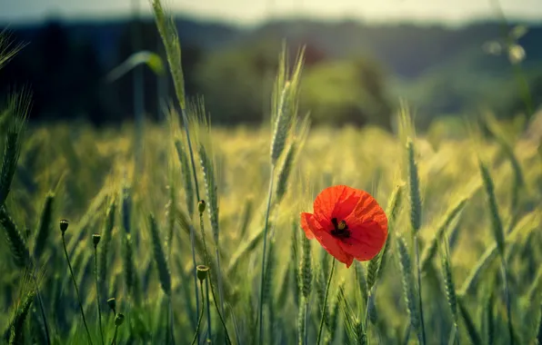 Flower, red, Mac, rye, ears, rye field