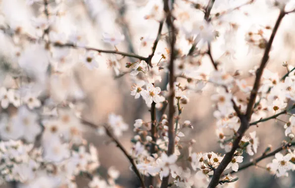 Light, flowers, branches, cherry, blur, spring, white, flowering