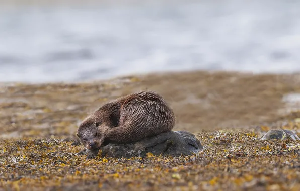 Picture stones, stay, otter