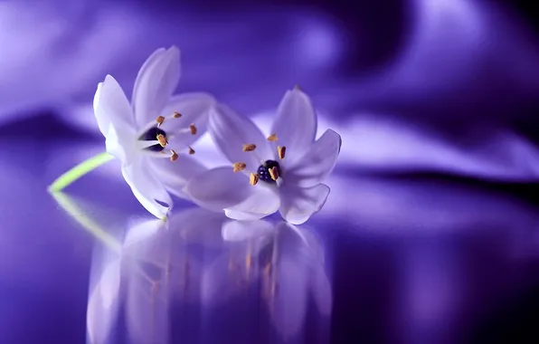 Flowers, nature, petals, flowers