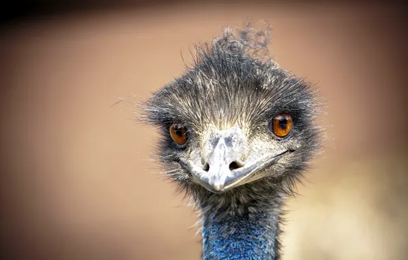 Bird, ostrich, EMU