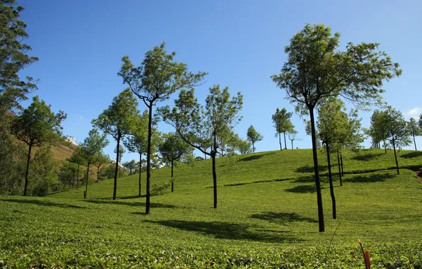 The sky, trees, hills, tea, plantation