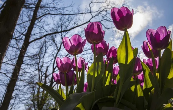 Purple, the sky, the sun, trees, flowers, spring, tulips, Sunny