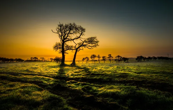 Field, trees, sunset