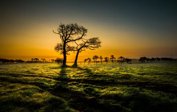 Picture field, trees, sunset