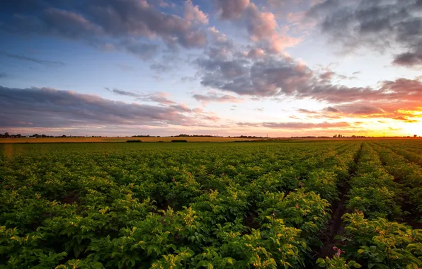Field, landscape, sunset, potatoes