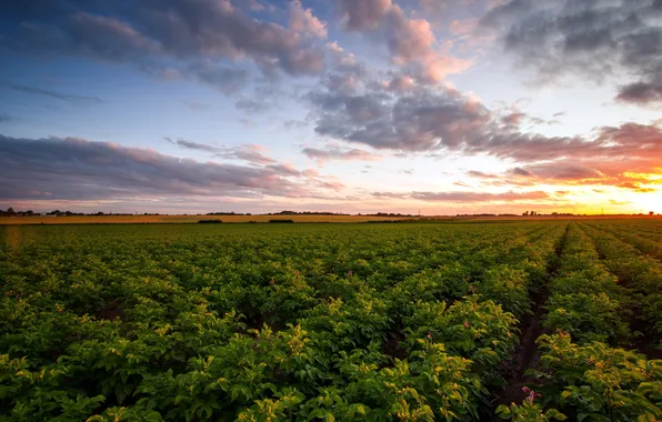 Picture field, landscape, sunset, potatoes