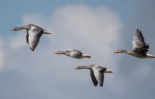 The sky, flight, birds, pack, goose, geese, fly