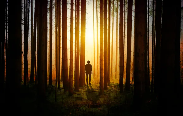 Picture forest, trees, silhouette, male