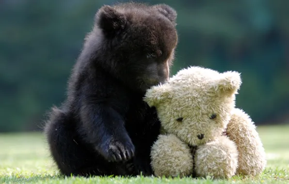 Picture toy, bear, Teddy bear