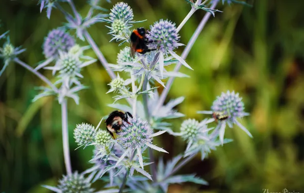 Summer, grass, the sun, Bees