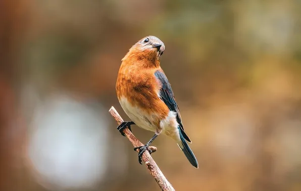 Microsemi, beautiful, bird, blurred background, bright color