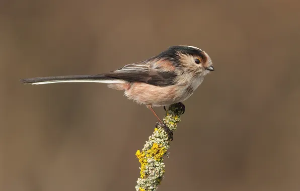 Bird, branch, bird, pichuga, polovnik