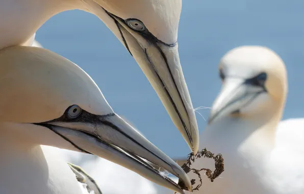 Picture birds, beak, the Northern Gannet