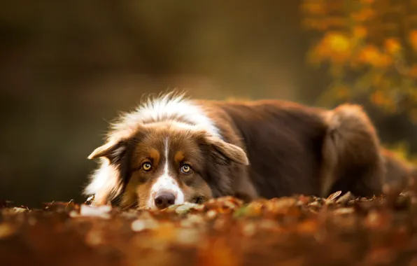 Autumn, each, dog