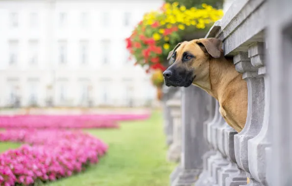 Picture face, Park, dog, bokeh