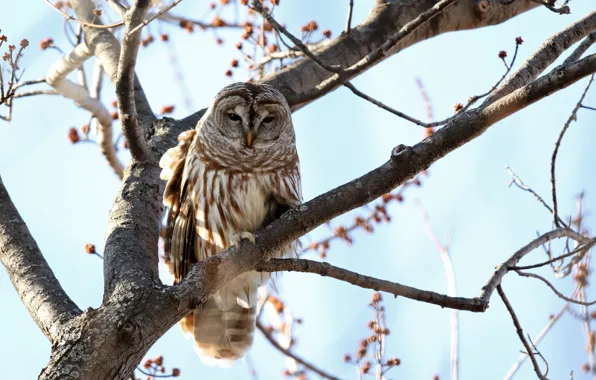The sky, the sun, trees, branches, nature, owl, bird, bokeh