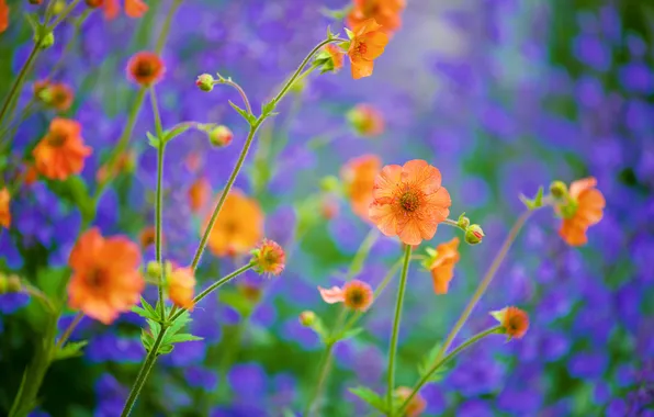 Summer, flowers, stems, garden, orange, lilac background, Geum