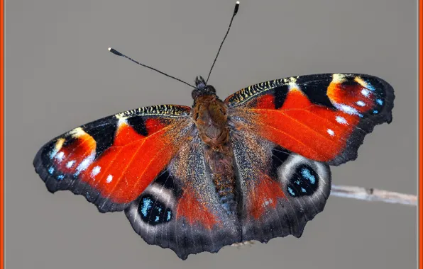 Nature, butterfly, picture, art, ART, nature, butterfly, monarch