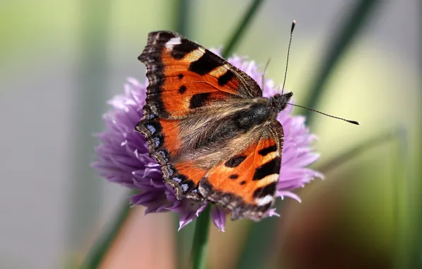 Flower, macro, background, butterfly, insect, blurred, urticaria