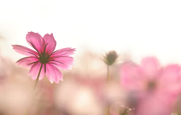 Picture space, flowers, pink, focus, kosmeya