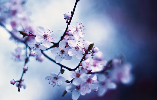 Picture macro, spring, white, flowers, flowering