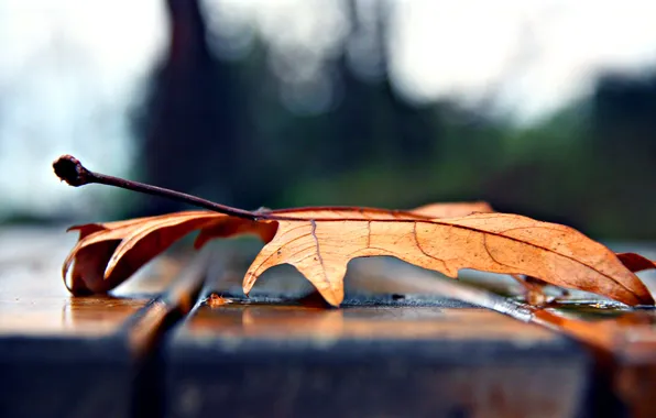 Autumn, sheet, shop, maple