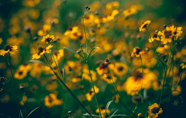 Picture stems, petals, blur, yellow, wildflowers