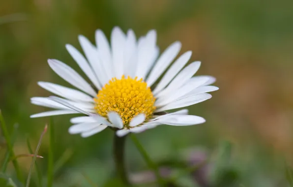 Flower, summer, macro, Daisy
