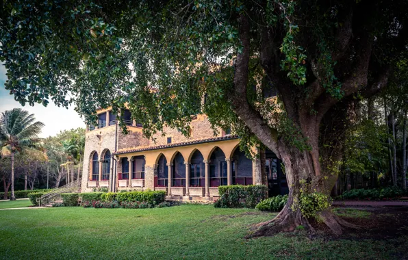 Grass, green, house, Palma, tree, green, the building, window