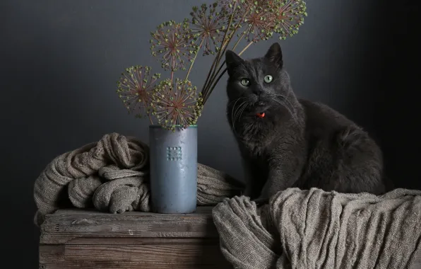 Cat, cat, look, pose, grey, bouquet, plants, fabric