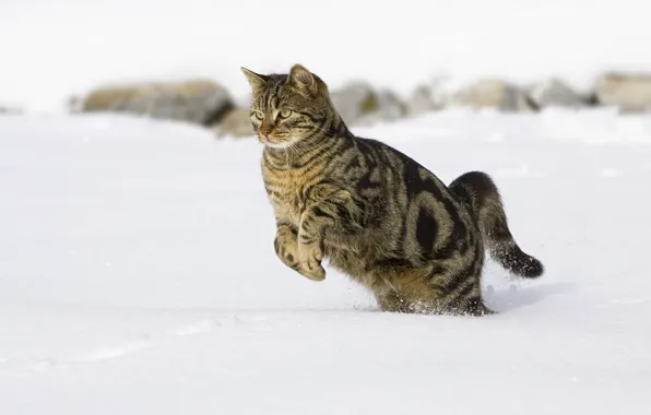Picture cat, snow, jumping