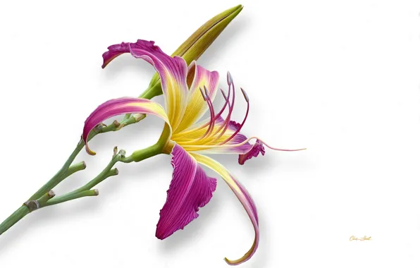 Picture flower, white background, daylilies