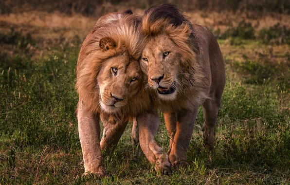 Field, Leo, pair, walk, lions, friends, muzzle, two lions