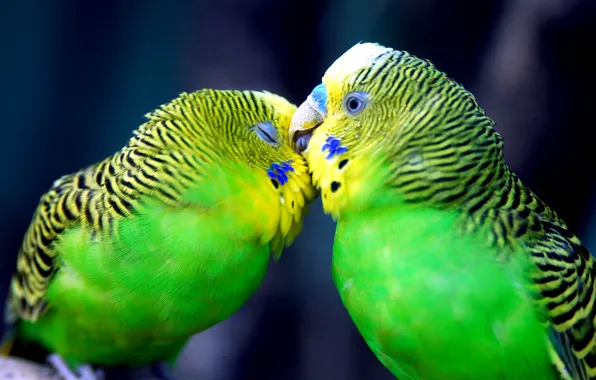 Picture love, tenderness, feelings, kiss, parrots