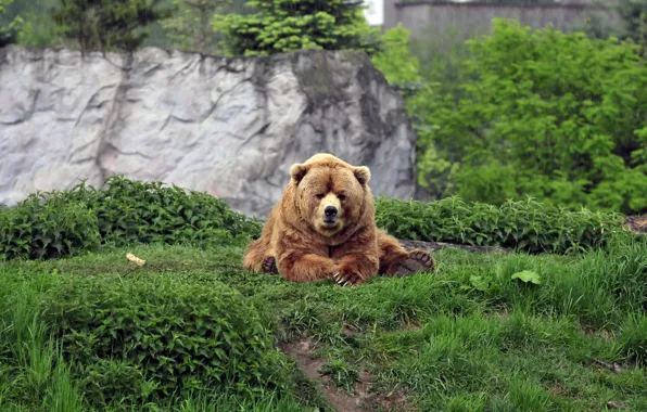 Grass, bear, bear