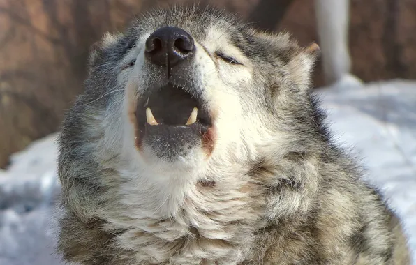 Picture nature, predator, animal, wolf, wildlife, portrait, portrait., Canis lupus. face