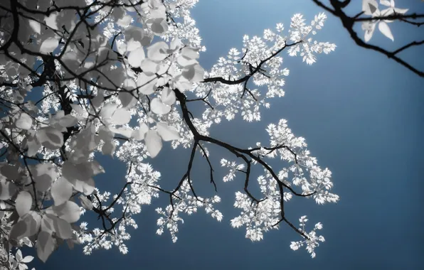 The sky, leaves, light, branches, nature, tree, blue, foliage