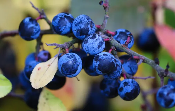 Picture branches, blue, berries, fruit, plum, bokeh, drain