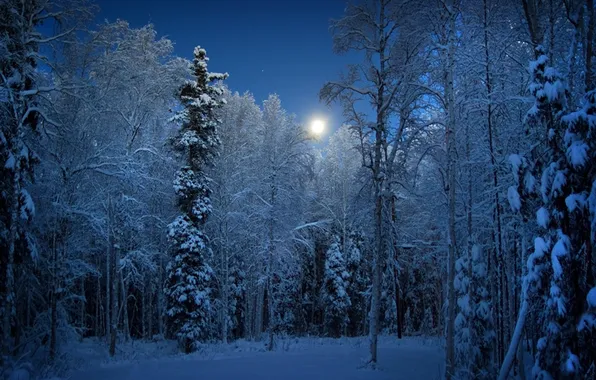 Winter, forest, the sky, snow, trees, landscape, night, nature