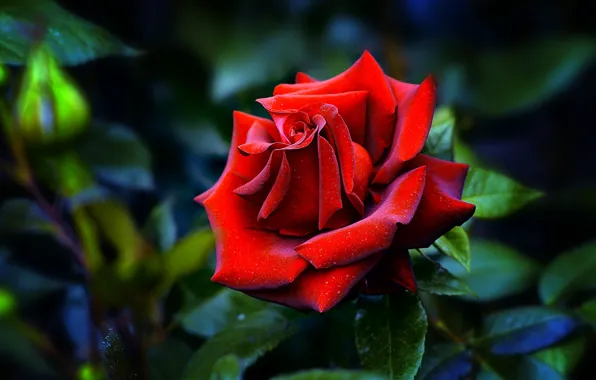 Leaves, red, the dark background, bright, roses, treatment
