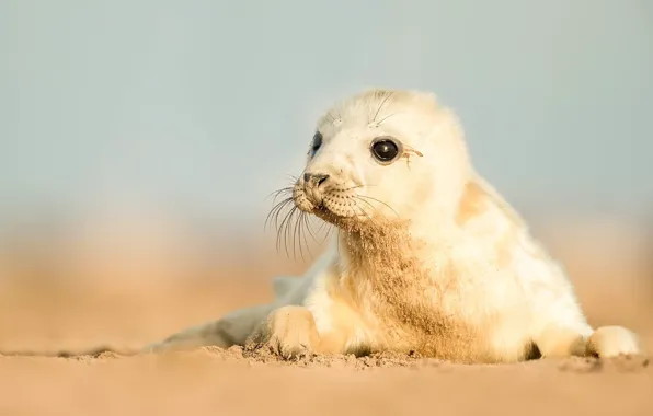 Picture nature, background, seal