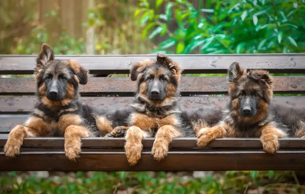 Bench, puppies, trio, shepherd