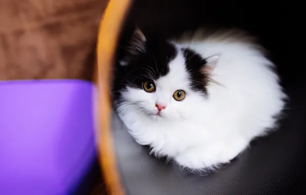 Cat, eyes, glass, kitty, background, lilac, black and white, baby