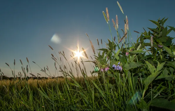Picture grass, sunset, nature