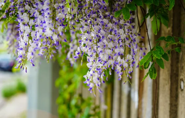 Flowers, Board, the fence, inflorescence, lilac, bokeh, Liana, Wisteria