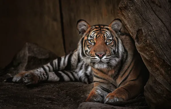 Look, face, tiger, stones, Board, stump, lies, wild cat