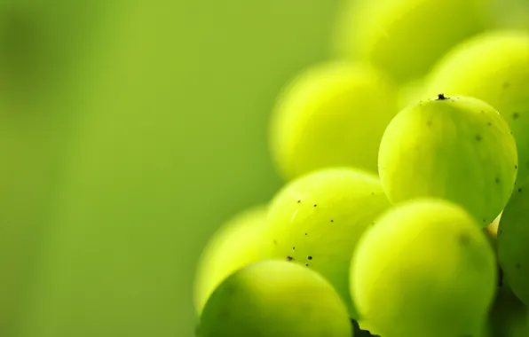 Macro, green, berries, point, veins, gooseberry