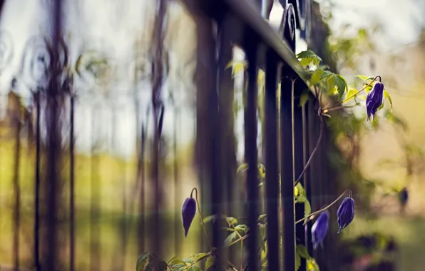 Picture flowers, blue, nature, the fence, plant, focus, fence, grille